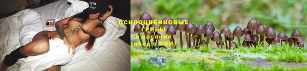 PSILOCYBIN Абинск